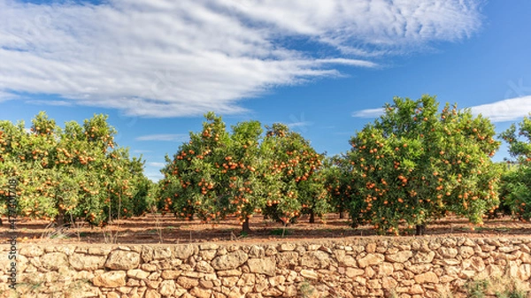 Obraz Growing ripe oranges. Orange cultivation in Sagunto Valencian Community. Valencia Spain.