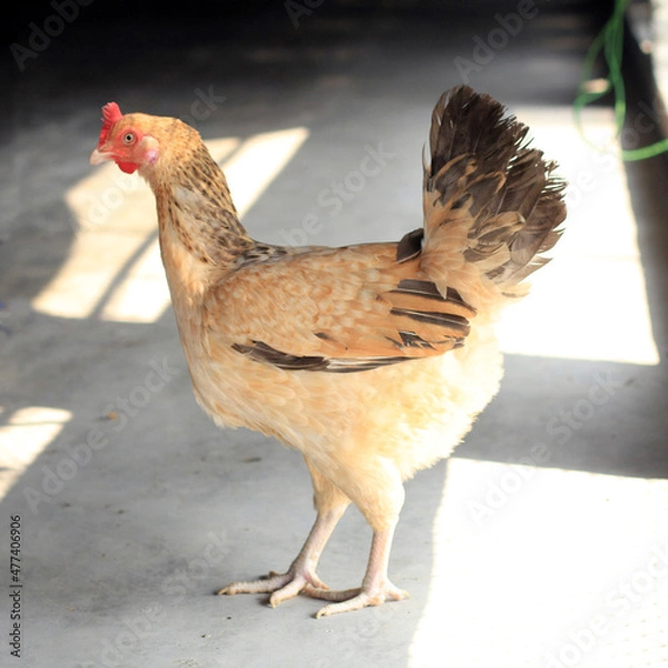 Obraz Poultry Chicken