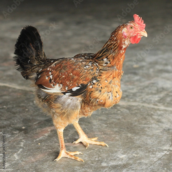 Fototapeta Poultry Chicken