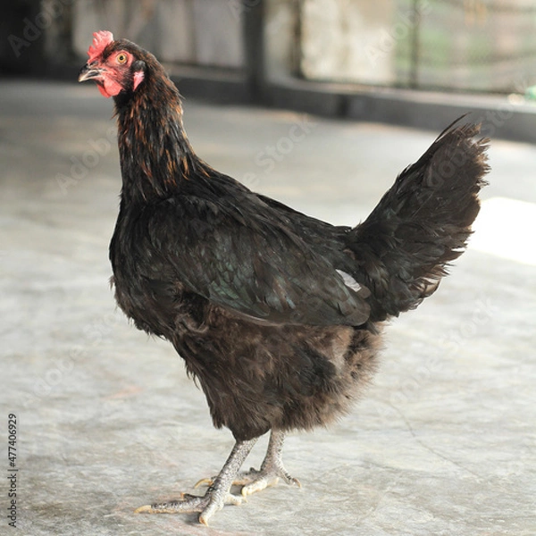 Fototapeta Poultry Chicken