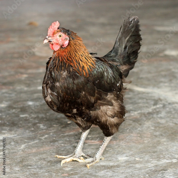 Obraz Poultry Chicken