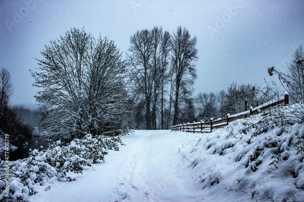 Fototapeta snow covered trees