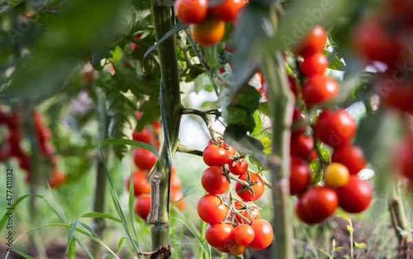 Obraz Tomatoes growing in the garden