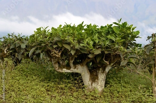 Obraz Teestrauch Kamerun