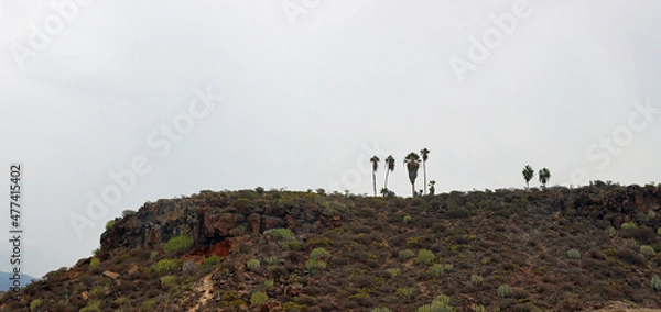 Fototapeta Palm trees on the hill of the island of Tenerife between cacti and stones with a gray sky