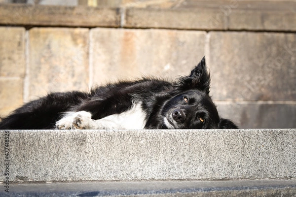 Fototapeta Border collie is lying in city center on stairs. She is in center of Prague. She is so patient model.