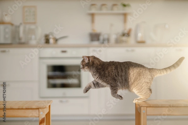 Obraz Сat jumping. Scottish straight cat