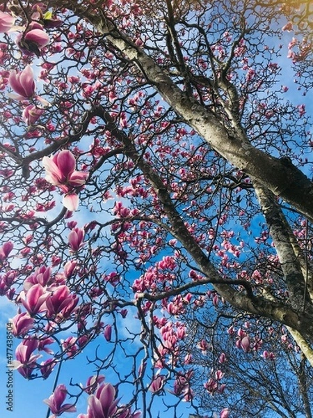 Fototapeta Blossoming Trees