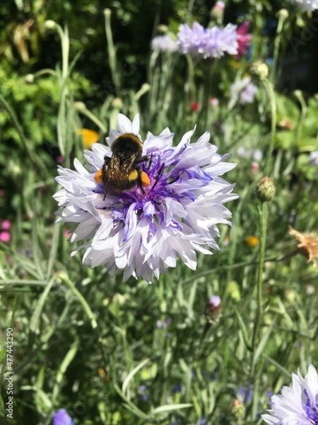 Fototapeta Happy Bumblebee 