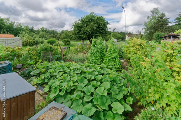 Fototapeta Gemüsegarten