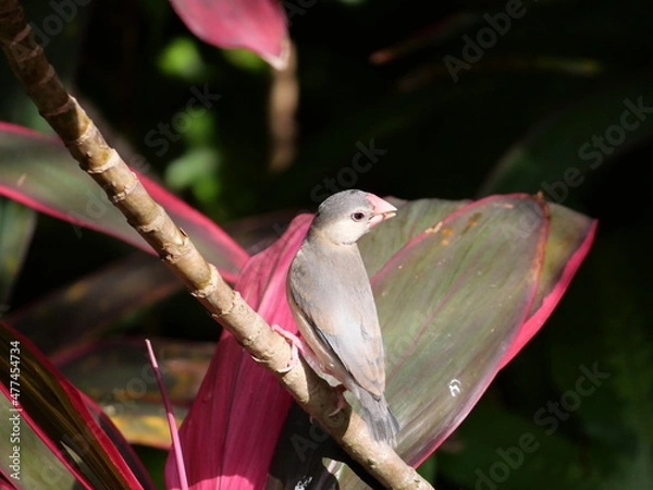 Fototapeta beautiful and colorful bird in sunny winter