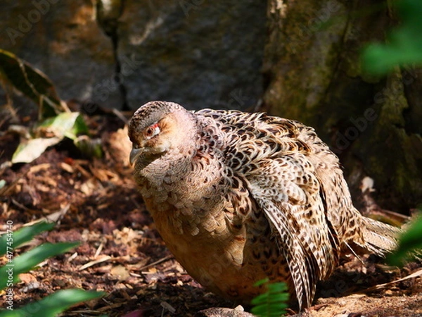 Fototapeta beautiful and colorful bird in sunny winter