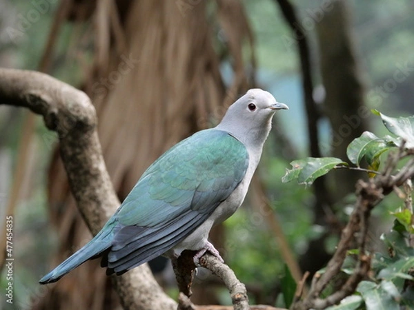 Fototapeta beautiful and colorful bird in sunny winter