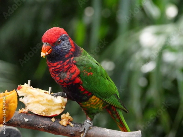 Fototapeta beautiful and colorful bird in sunny winter