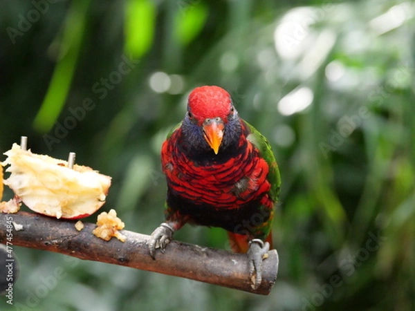 Obraz beautiful and colorful bird in sunny winter