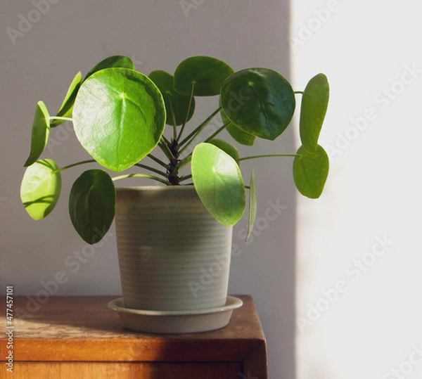 Obraz Pilea Peperomioides, chinese money pancake plant or UFO houseplant, in pot on a shabby chic, grungy wooden shelf with a plant shadow. Isolated on white background, copy space. Modern Home decor.