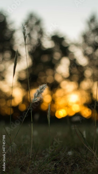 Obraz Grass & Flower Sunset