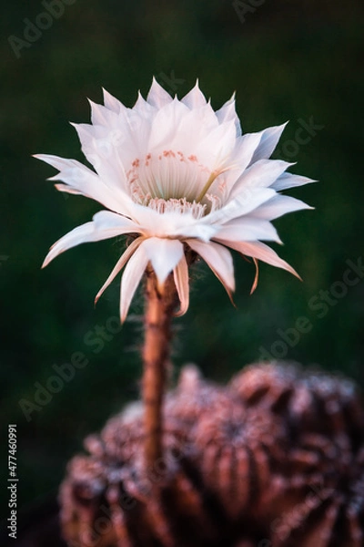 Fototapeta Cactus in bloom 