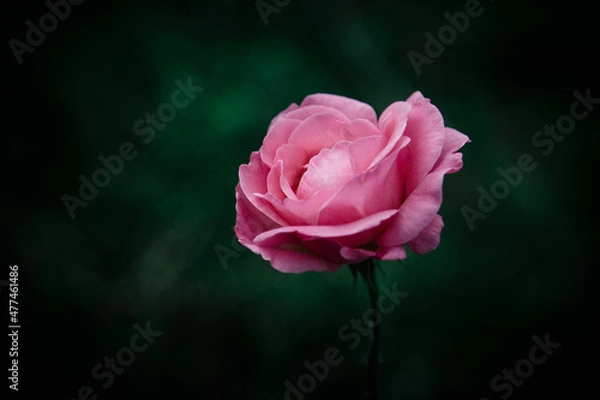 Obraz pink rose