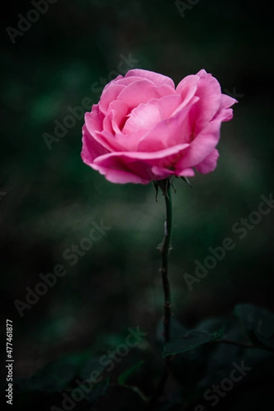 Obraz pink rose on a dark background