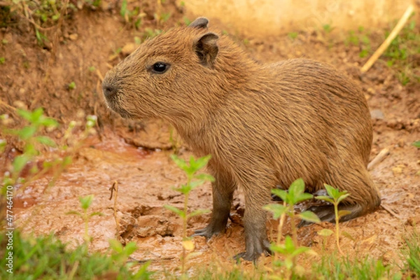 Fototapeta wild life photography