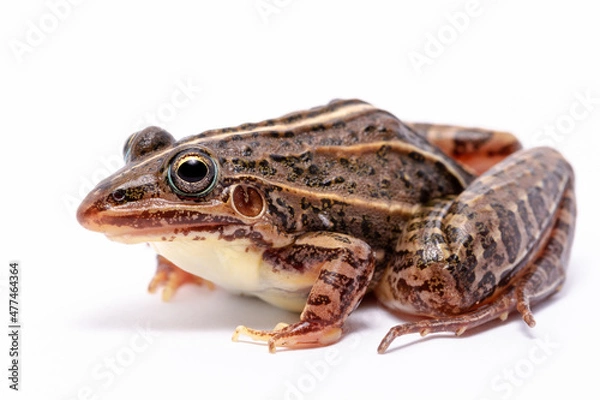 Obraz wild life photography