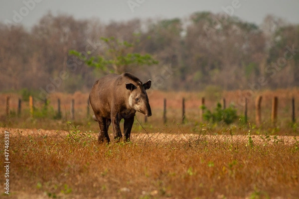 Obraz giant brazilian tapir