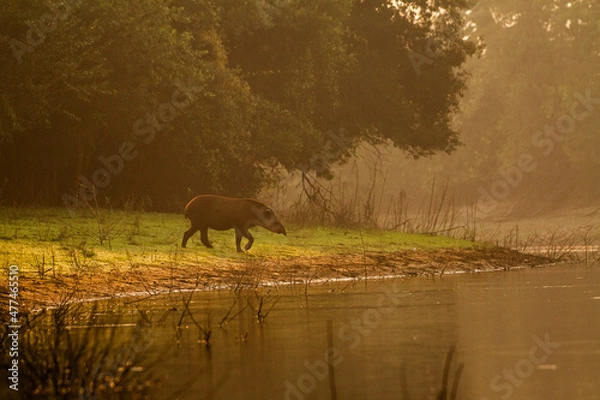 Obraz tapir in the river