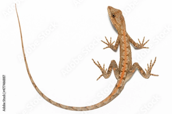 Obraz lizard on the white