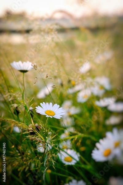 Fototapeta White daisies in a field
