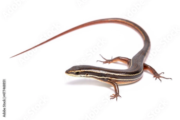 Obraz lizard on white