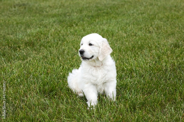 Obraz Irish cream golden retriever puppy on green grass