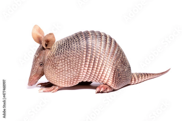 Obraz armadillo on white back ground