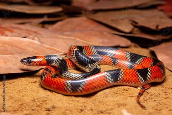 Fototapeta false coral snake