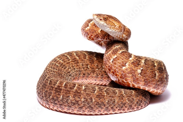 Obraz Red lance head snake