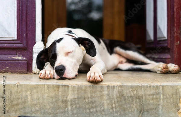 Obraz Perro descansando