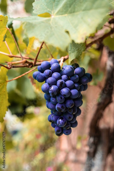 Obraz Uvas para vendimiar