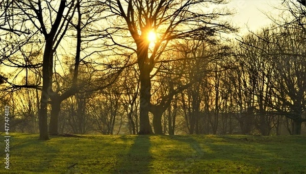 Obraz Winter sunlight in the woods.