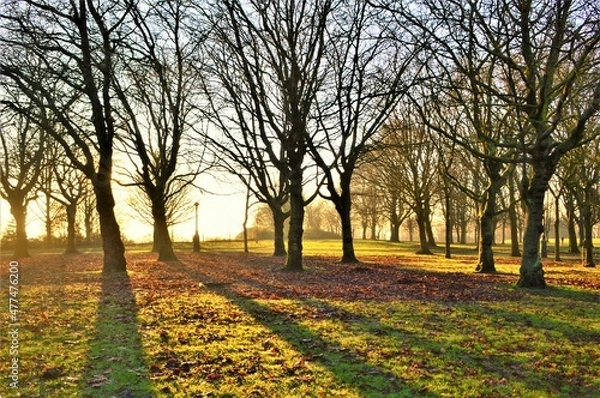 Obraz Winter sunset in the park.