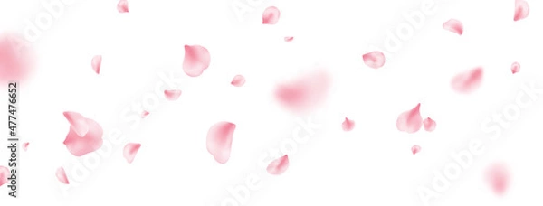 Fototapeta Flower petal flying background. Sakura spring blossom on long banner. Pink rose composition. Beauty Spa product frame. Valentine romantic card. Light delicate pastel design. Vector illustration