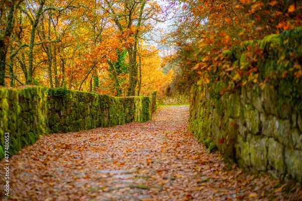 Obraz Path to the Castelo de Monterrei