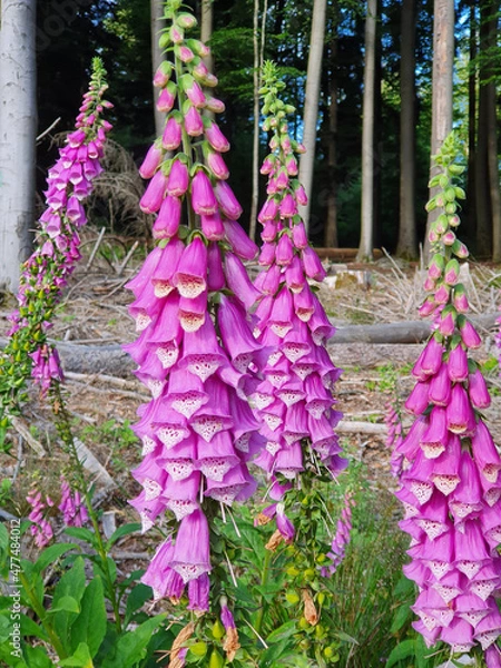 Fototapeta Fingerhut - Digitalis