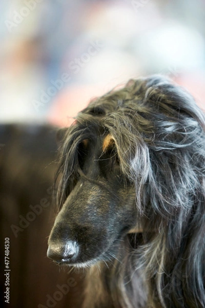 Obraz Greyhound during a dog show