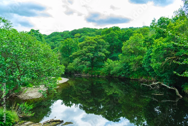 Obraz river and forest