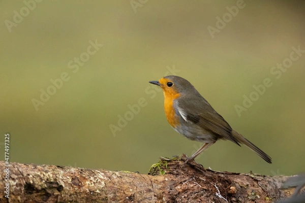Fototapeta Rouge-gorge