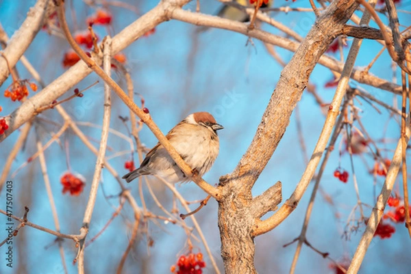 Obraz Sparrow on a branch. Blue sky.