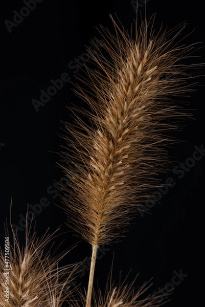 Obraz meadow grasses on black background