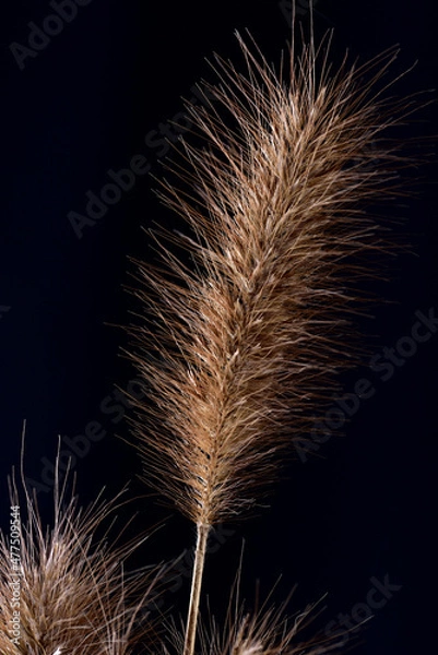 Obraz meadow grasses on black background