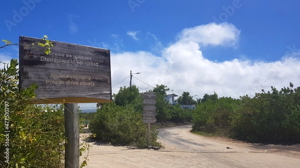 Fototapeta A marine iguana crossing a road at the Warning sign of iguanas crossing on the island of Isabela, Galapagos archipelago.