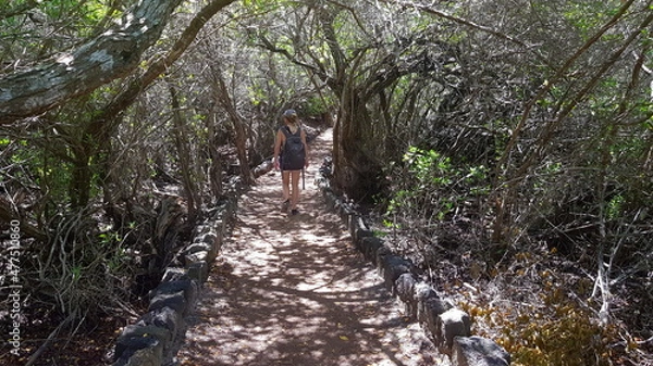 Fototapeta A female tourist going through a wooden path to th etortoise sanctuary, Isabella, Galapagos Islands